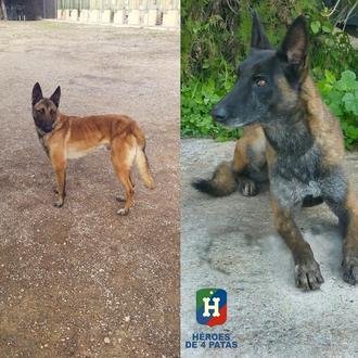 Héroes de 4 Patas pide ayuda urgente: han robado a …