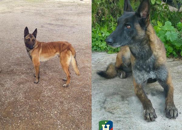 Héroes de 4 Patas pide ayuda urgente: han robado a dos de sus perros de una residencia en Toledo