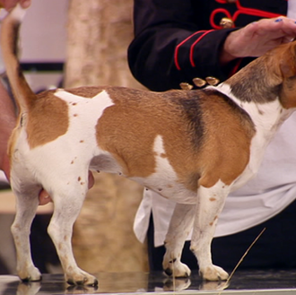 Profesionales de la etología denuncian los métodos de educación canina …