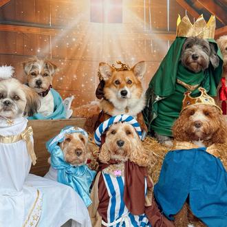 Nueva y divina edición del belén más simpático: ocho perros …