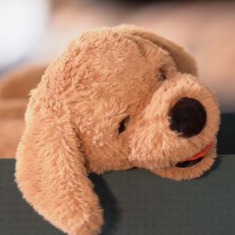 #AdoptaUnPeluche: porque la decisión de convivir con un perro cambia …