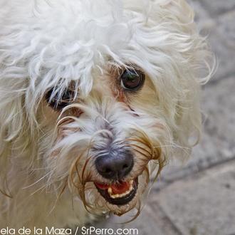 IV Fiesta de los Animales de Gràcia: del 15 al …