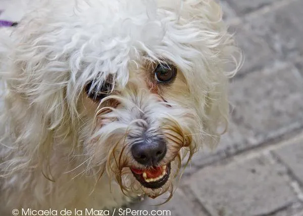 IV Fiesta de los Animales de Gràcia: del 15 al 19 de agosto