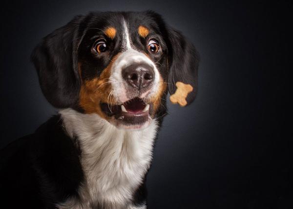 A la caza y captura de una chuche: expresiones caninas impagables retratadas con arte