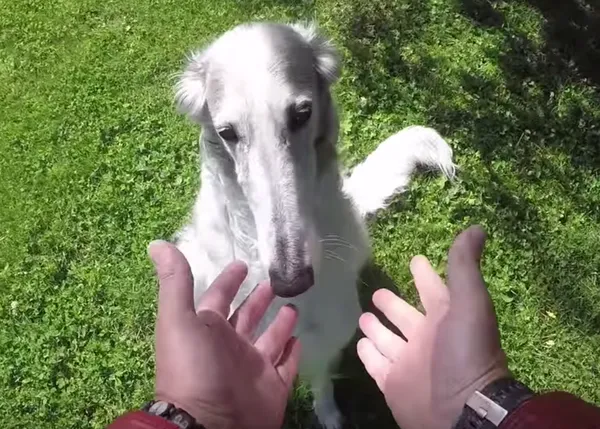 El truco de la chuche que se desvanece, desde el punto de vista del perro