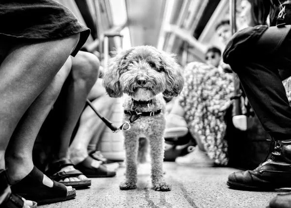 Retratos de perros urbanos en blanco y negro, las fotos de un maestro en fotografía callejera