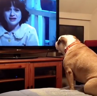 La Bulldog que intenta salvar a los humanos en las …