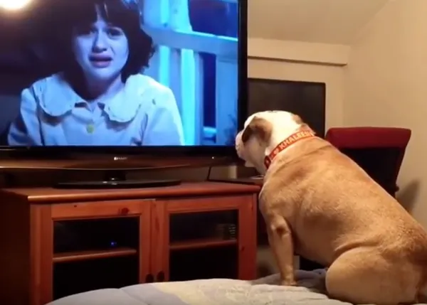 La Bulldog que intenta salvar a los humanos en las pelis de terror y otros canes que ven la TV