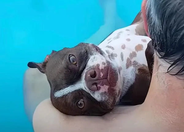 Las felicidades contagiosas de (otro) perro nutria al que le han hecho ¡una piscina de invierno!