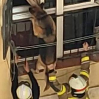 Captan el momento en que logran salvar a un perro …