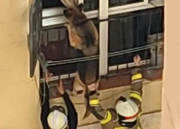 Captan el momento en que logran salvar a un perro que casi se ahorca al saltar por un balcón