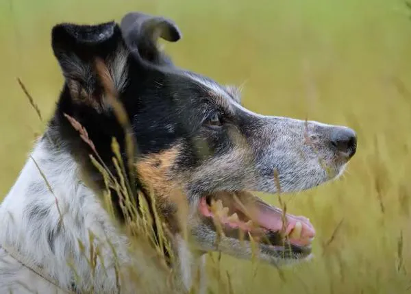 Una border collie senior, abandonada porque se quedó sorda, aprende lengua de signos para pastorear
