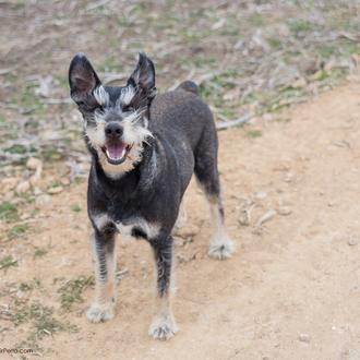 Obras en SrPerro el 31 de enero: no podréis crear …
