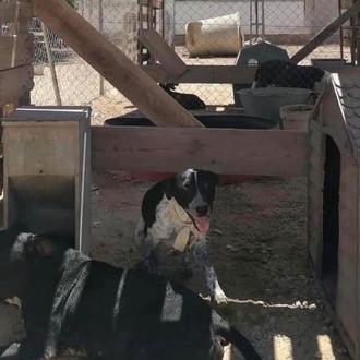 Denuncian maltrato institucional en la perrera de la Mancomunidad de …