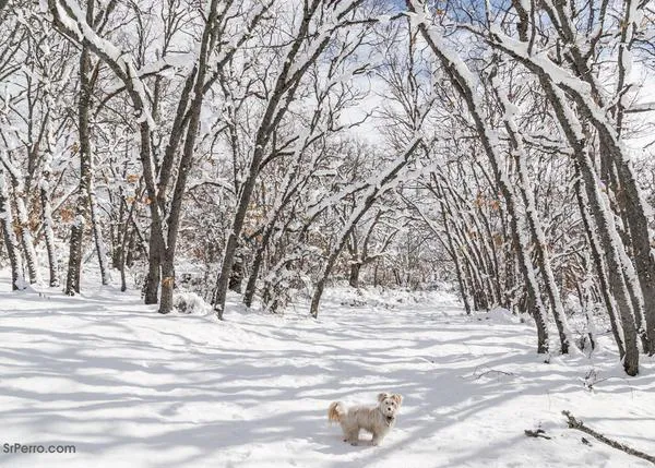 La ola de frío y la borrasca Francis también afectan a las protectoras: necesitan casas de acogida y mantas