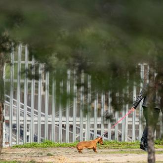 Perros en la ciudad: consejos para tratar los problemas en …