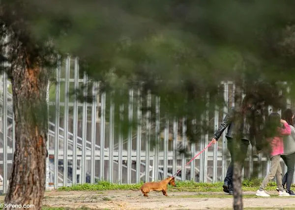Perros en la ciudad: consejos para tratar los problemas en los paseos o problemas de comportamiento