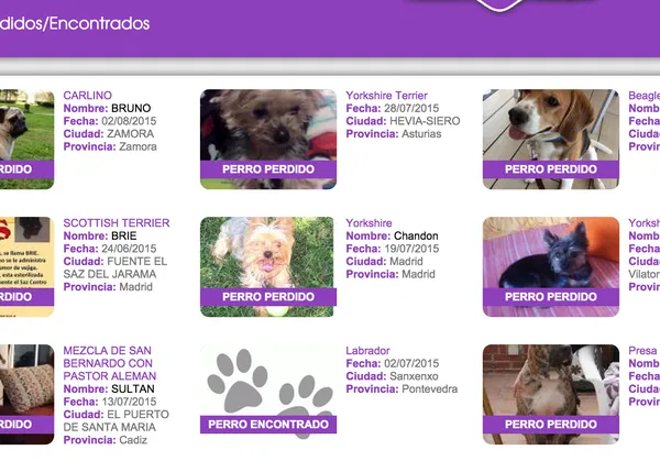 Nueva estafa perruna en España: ojo si se pierde tu perro, hay timadores al acecho