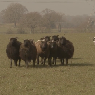 Un pastor y su perro, un cortometraje sobre el vínculo …