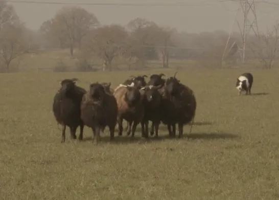 Un pastor y su perro, un cortometraje sobre el vínculo de un equipo inseparable