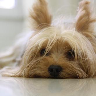 Las personas que cuidan de perros enfermos y el riesgo …