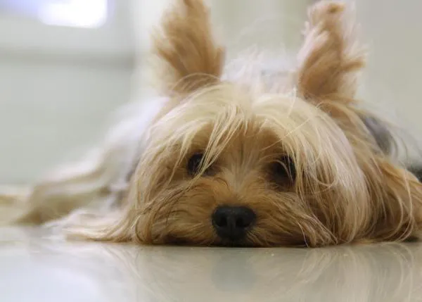 Las personas que cuidan de perros enfermos y el riesgo de que sufran estrés, ansiedad y depresión  