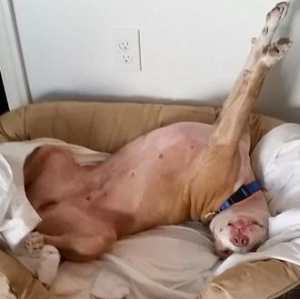 El movimiento sexy, versión perruna, que desembocó en una adopción