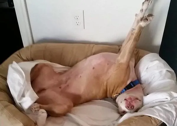 El movimiento sexy, versión perruna, que desembocó en una adopción
