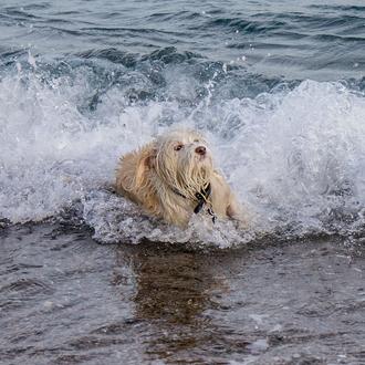 ¡Nueva playa canina en Rota para el verano de 2023!