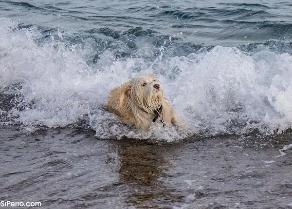 ¡Nueva playa canina en Rota para el verano de 2023!
