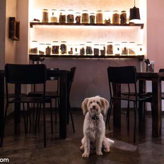 ¿Cómo afecta al negocio de los restaurantes el ser dog …