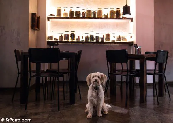 ¿Cómo afecta al negocio de los restaurantes el ser dog friendly? Más gasto y más recomendaciones boca a oreja
