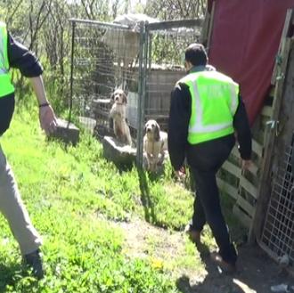 Detenido un hombre en Jaca por entrenar perros para peleas …