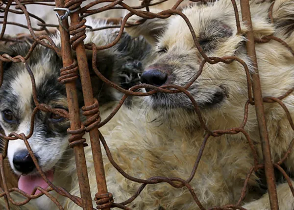 Rescatan a casi 400 perros que iban camino a ser sacrificados en el festival de Yulin en China #EndYulin