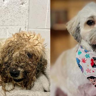 Fabulosas transformaciones de perros rescatados del abandono que, además, logran …