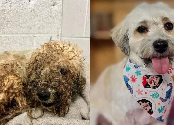 Fabulosas transformaciones de perros rescatados del abandono que, además, logran miles de euros para las protectoras