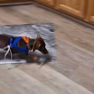 Hay juegos que NO son nada recomendables para los perros …
