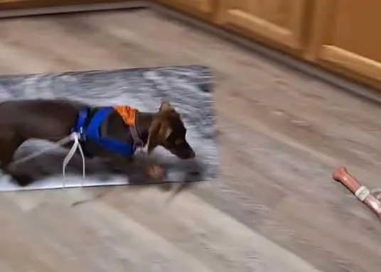 Hay juegos que NO son nada recomendables para los perros: un perro 
