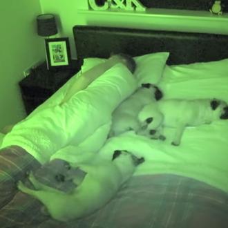 Dormir con perro: timelapse de una noche con tres Carlinos …