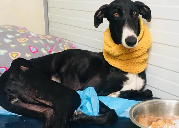 La historia de Milagro, la galga que corre como una lagartija gracias a la labor de Galgos del Sol