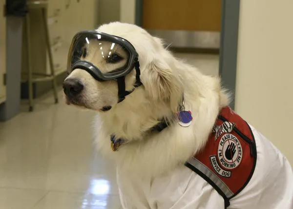 Las patas de los perros de asistencia están más limpias que los zapatos de sus humanos