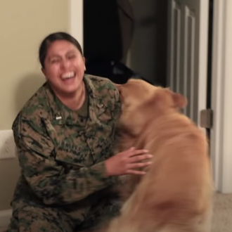 Los reencuentros felices de un Golden Retriever y su humana