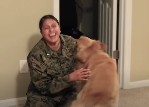 Los reencuentros felices de un Golden Retriever y su humana