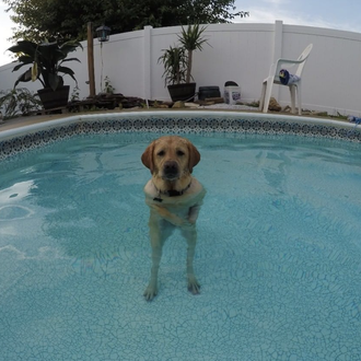 El momento en que un perro descubre que hace pie …
