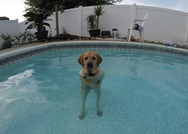 El momento en que un perro descubre que hace pie en la piscina... ese momento