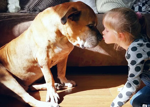 Crónica fotográfica de una pequeña gran amistad entre un can y una niña: él tiene 12 años, ella 4... 