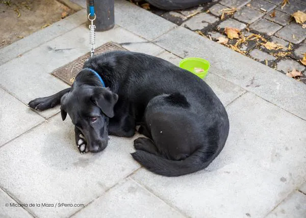 Comportamientos que determinan si un perro es adoptado o no