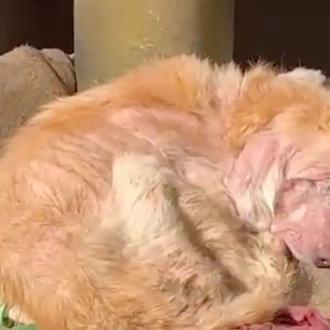 La transformación de una Golden que había vivido permanentemente atada …