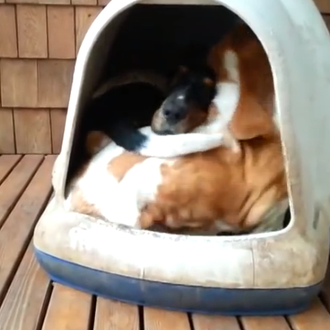 Casetas de perro que dan de sí, pero mucho: la …