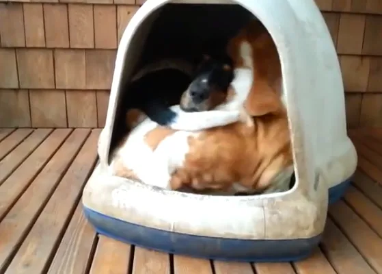 Casetas de perro que dan de sí, pero mucho: la siesta canina más multitudinaria